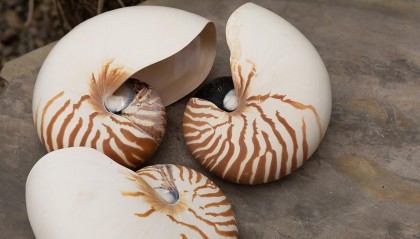 实物货币是指(实物货币是指答案)