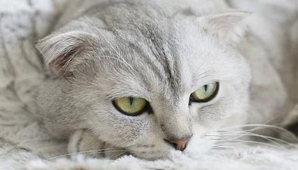 每周股票复盘：富维股份（600742）股东户数减少，参与设立创业投资基金