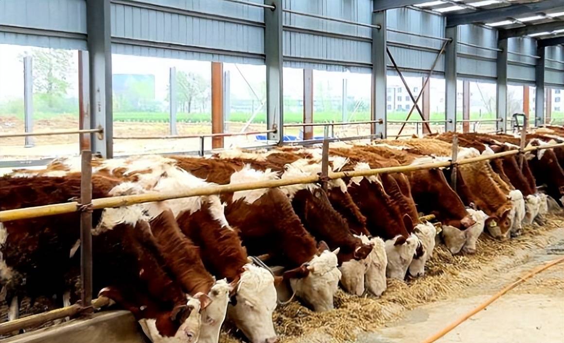 当年是什么原因将庞大的中国恒大集团压倒的?