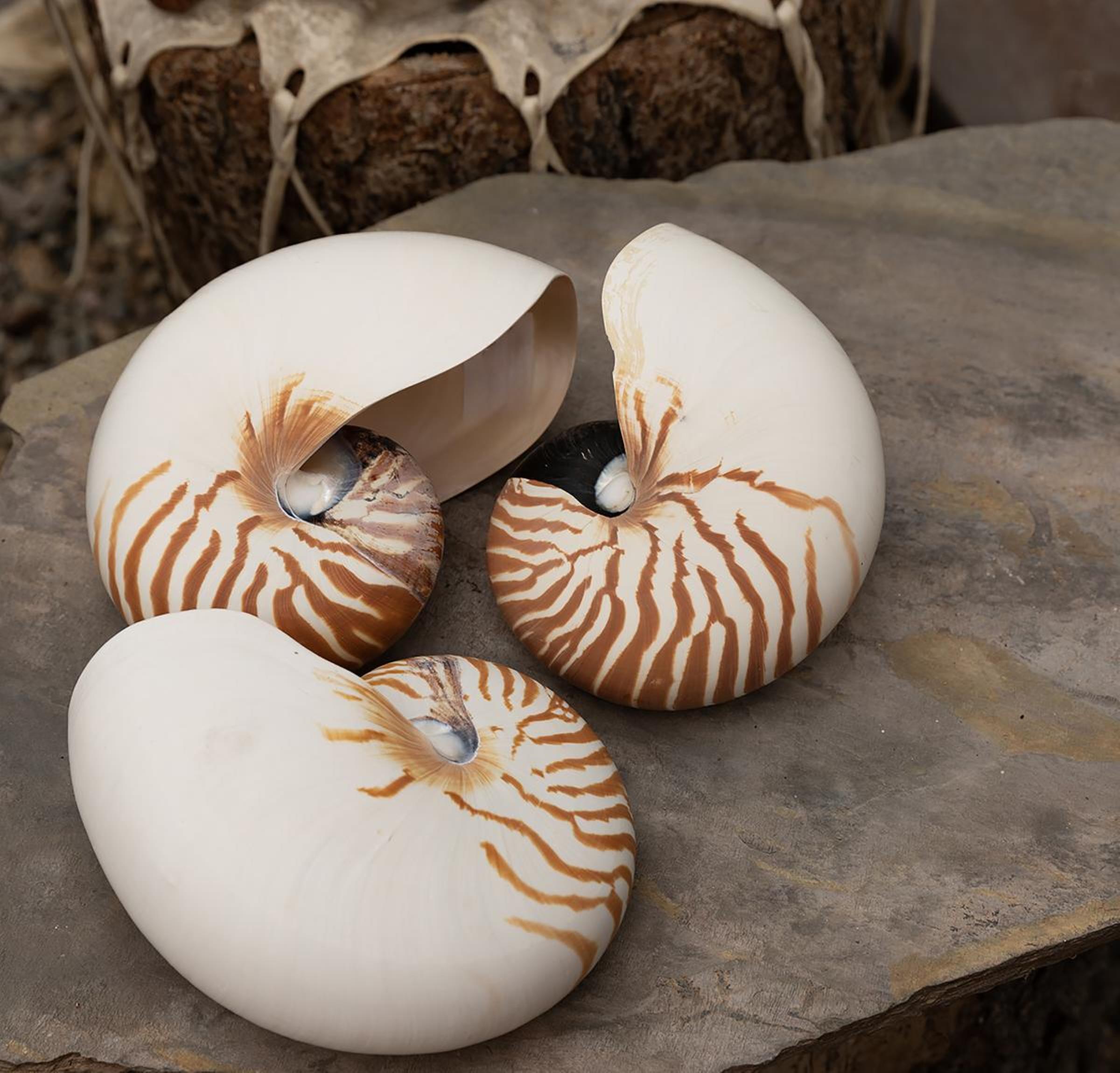 实物货币是指(实物货币是指答案)